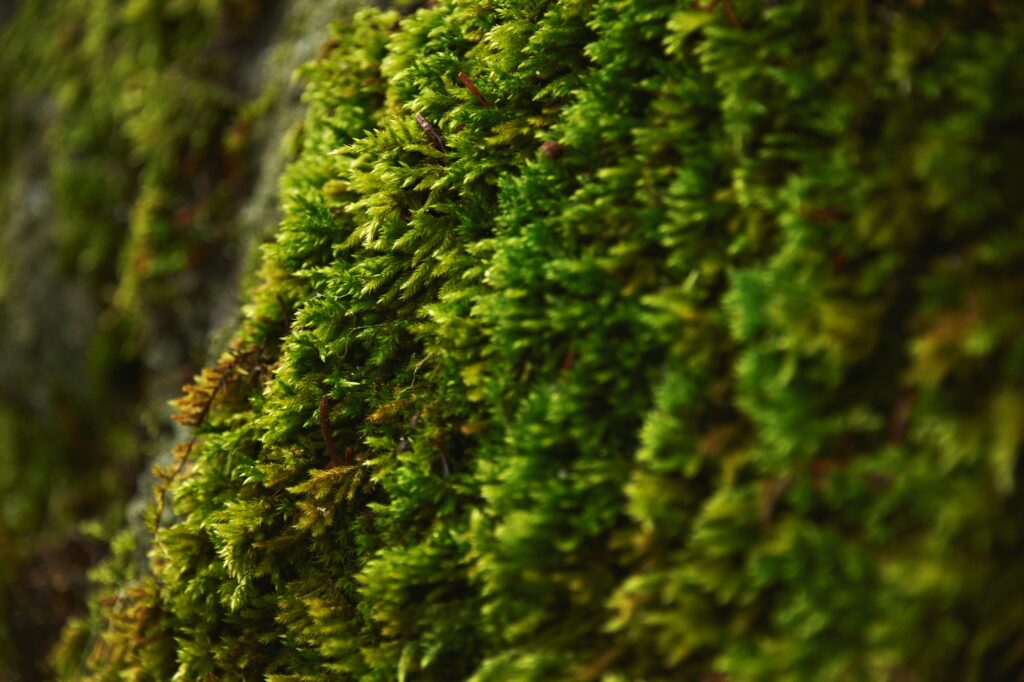 Forest closeup moss and trees